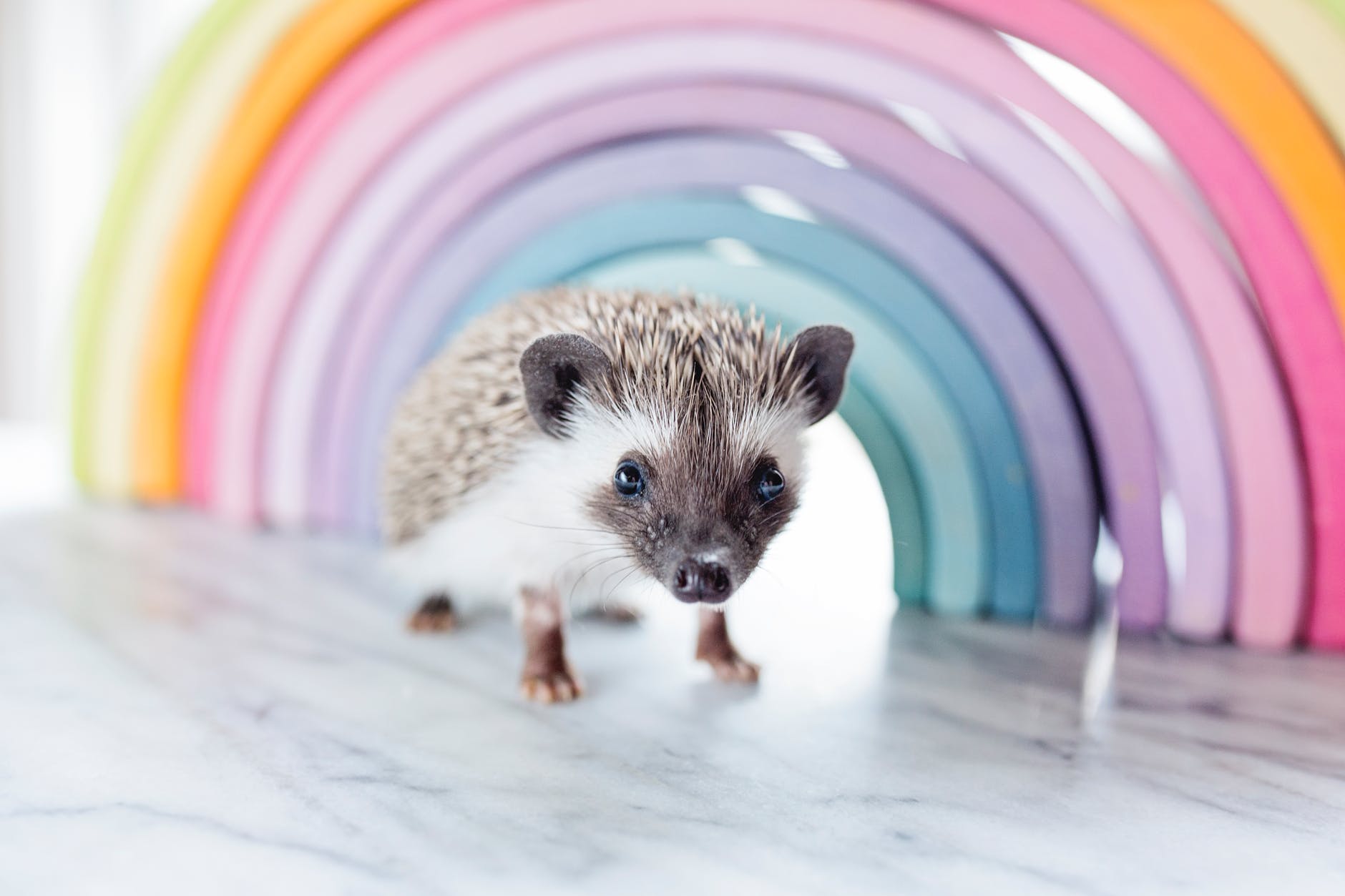 close up photo of a hedgehog beside rainbow curved frame
